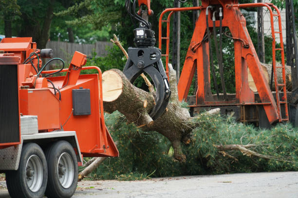 Best Stump Grinding Near Me  in Big Lake, WA